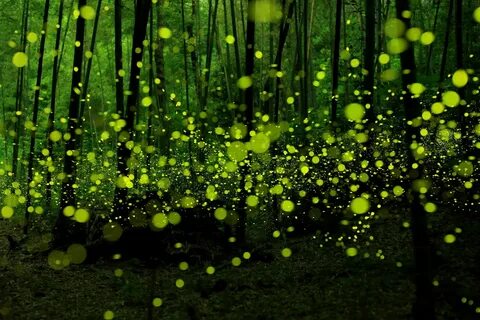 fireflies, Forest, Green, Nature, Bokeh Wallpapers HD / Desk