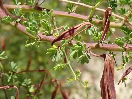 File:Acacia pulchella 24366993287 8e462c9dc0 o.jpg - Wikiped