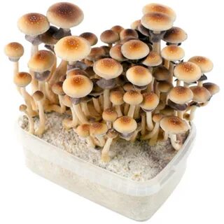 FreshMushrooms ® 100% Mycelium kits: the fastest in the game