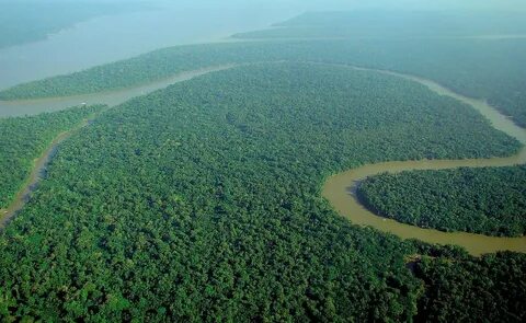 Countries Sharing The Amazon Rainforest - WorldAtlas