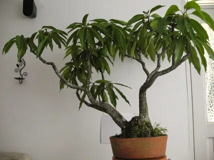 21+ growing mango indoors plants - TheodoreAudrey