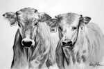 Drawn cattle pencil sketch - Pencil and in color drawn cattl