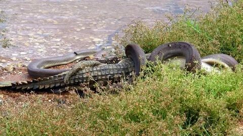 Snake eats croc: Photos, Video The Maitland Mercury Maitland