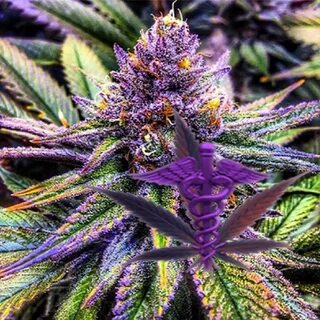 Purple CandyLand - YouTube