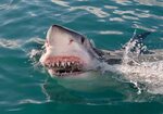 Great White Shark Bumps into Fishing Boat, Circles Dead Hump