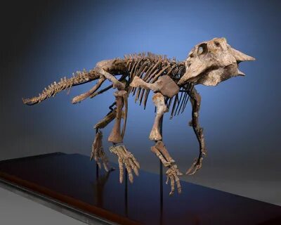 File:Psittacosaurus Dinosaur Fossil Skeleton.jpg - Wikimedia