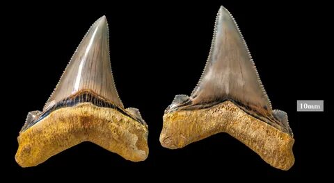 Mega-shark teeth dating back 25 million years discovered at 