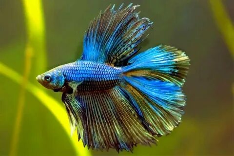 Петушок Двухвостый (Betta splendens DT) 1 Фотография