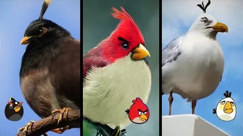 Angry Birds In Real Life Characters - YouTube