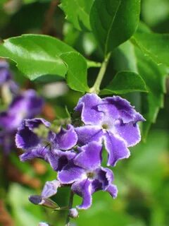 SEINet Portal Network - Duranta erecta