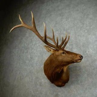 Rocky Mountain Elk Shoulder Mount For Sale #16753 - The Taxi