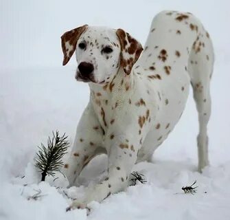 Kennel Titara's Dalmatian dogs, Cute dogs breeds, Dalmation 