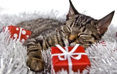 Wallpaper cat, holiday, new year, Christmas, sleeping, gifts