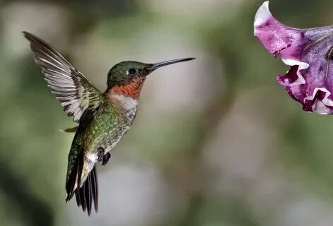 Different Types of Hummingbirds - Hummingbirds Plus