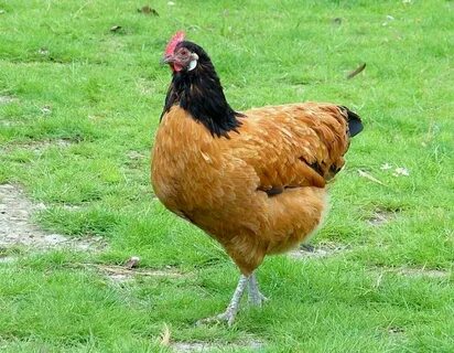 Vorwerk - Aves Ornamentais - Galinhas Fazenda Visconde Chick
