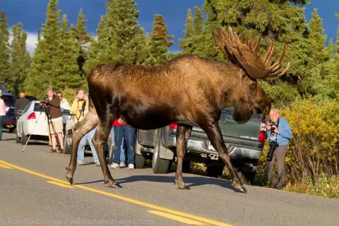 Bull Moose Denali National Park, Alaska. Photos by Ron Niebr