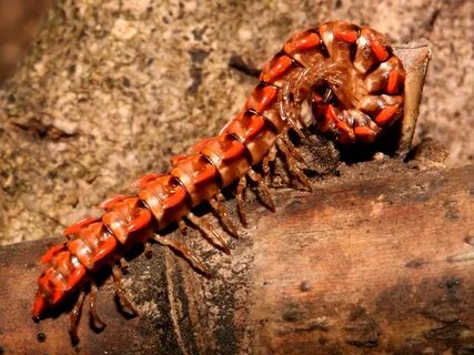 Centipede and Millipede Wallpaper