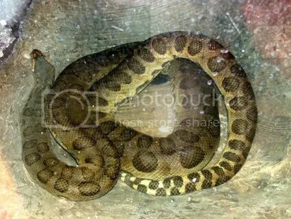 Kingsnake.com - Herpforum - GIANT anaconda