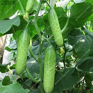 ZLKING 100 Pcs Chinese Cucumber Nutritious Delicious Sweet H
