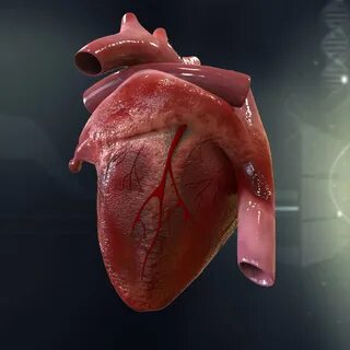 human heart cutaway anatomy 3D Models in Anatomy 3DExport