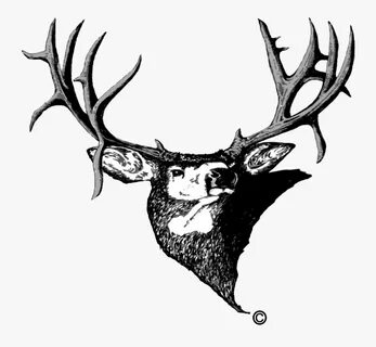 Mule Deer Antlers Silhouette Png - Muley Fanatic Foundation 
