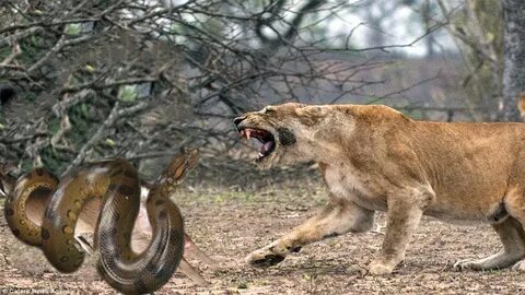 Incredible Lion Attack Python to Steals Prey in Africa - Pyt