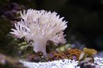 Live Pulsing Xenia Marine Coral Reef Saltwater : купить с до