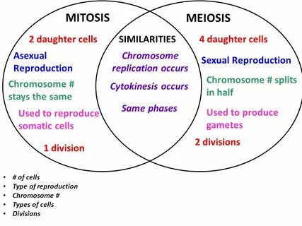 venn diagram comparing mitosis and meiosis - Besko