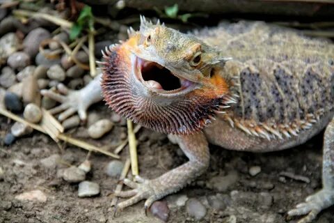 Bearded Dragon Teeth & Dental Care (You MUST Know!) - Reptil