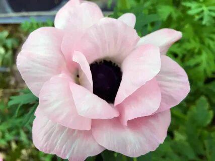 Image result for anemone mistral rosa chiaro Anemone, Charmi