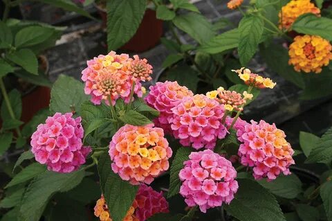 Lantana Flower Varieties - Awesome Planting Ideas