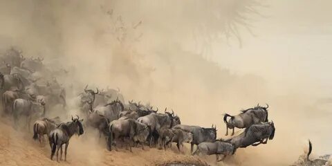 The Great Wildebeest Migration Archives Gadgets Africa
