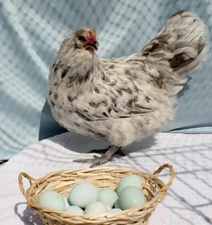 SPLASH AMERAUCANA Lay green/blue eggs. Chickens backyard, Am