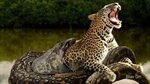 Giant Anaconda vs Jaguar Python vs Tiger Python vs Leopard -