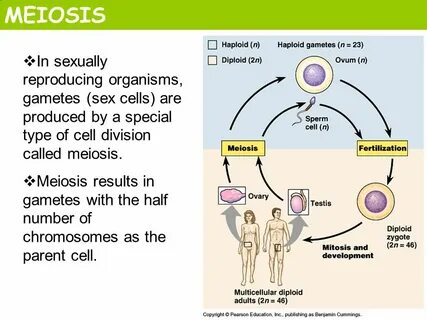 MEIOSIS ? In sexually reproducing organisms, gametes (sex ce