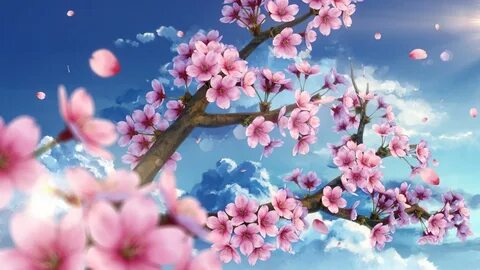 Cherry Blossom Wallpapers - 4k, HD Cherry Blossom Background