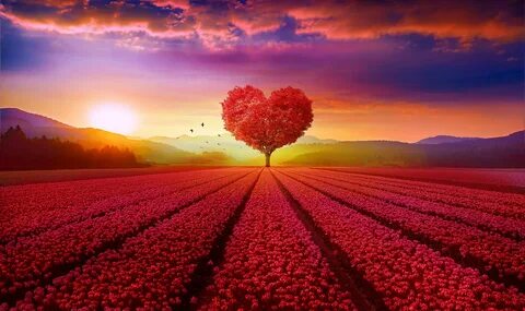 #Scenery Heart tree #Red Flower garden #4K #Sunrise #Tree Lo