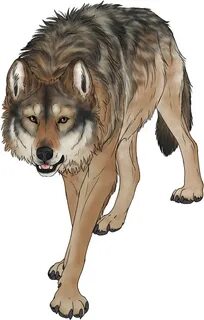 wolf png - Wondering Wolf - Pathfinder Wolf Transparent #412