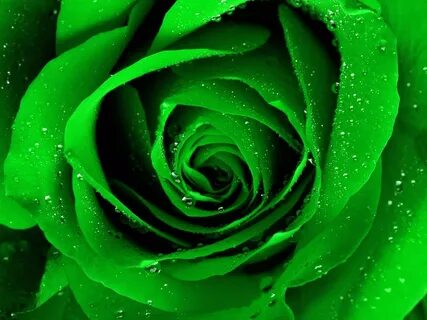 Green Rose Pictures, Dark Green Rose Picture, #10198