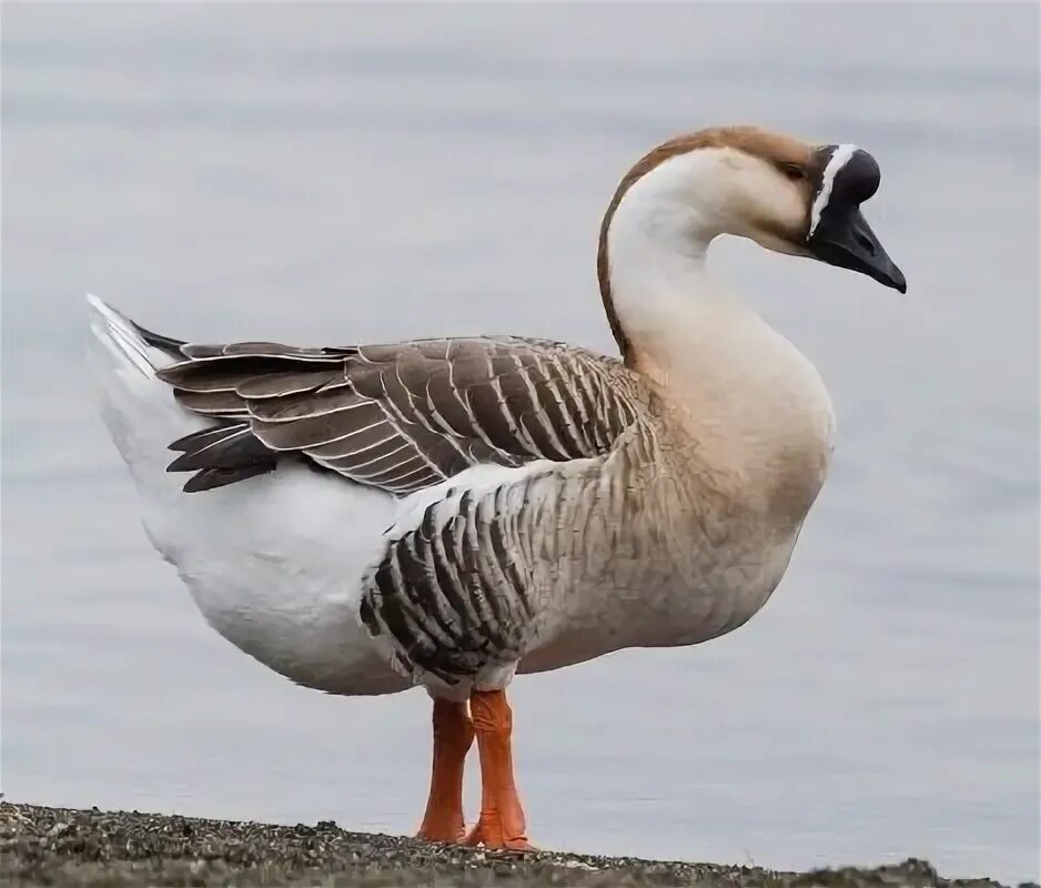 Can African Geese Fly? - Learn Natural Farming