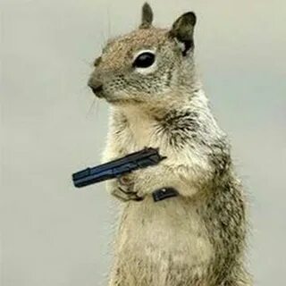 Squirrel with a gun - YouTube