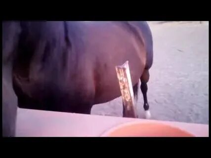 Horse Butt - YouTube
