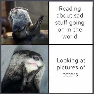 In otter news! - Album on Imgur