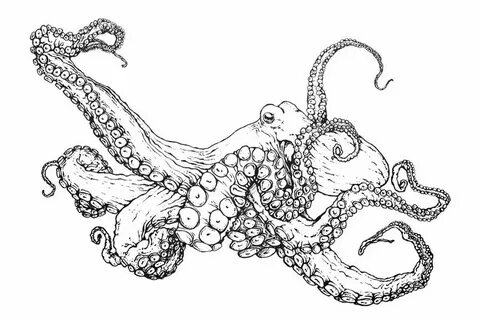 The Best 18 Realistic Octopus Coloring Sheet - designskinint