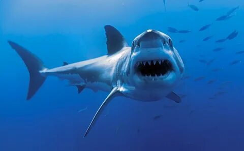 20 Shocking Facts about Sharks - Buzzpedia