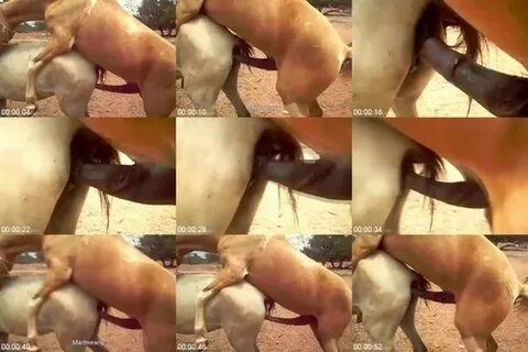 Tremenda Campanota Dos Horse Breeding - Horse Porn Video Zoo