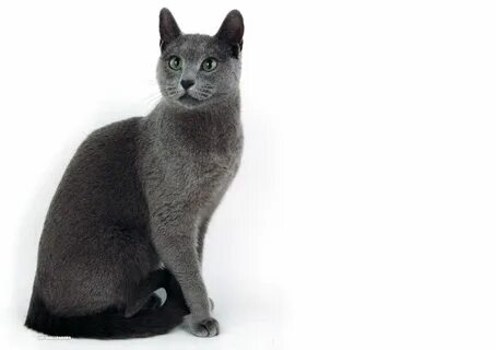 Русская голубая 🐈 фото кошки, описание породы, характер, ухо