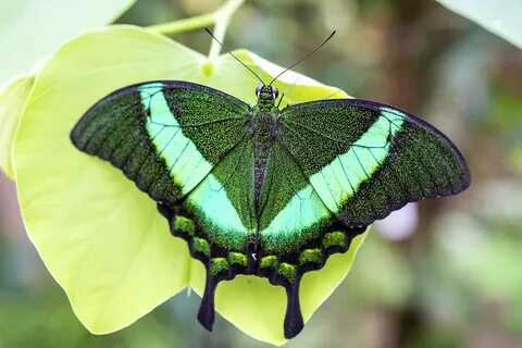 Papilio palinurus, common name Emerald Swallowtail, Emeral. 