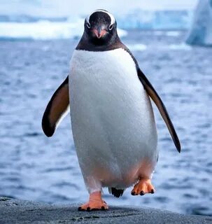 Веселый Пингвин - 61 фото