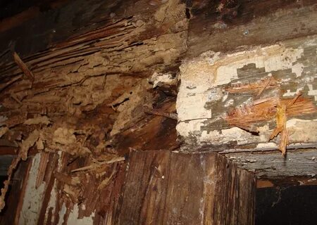 Pictures of Termites in House on Animal Picture Society